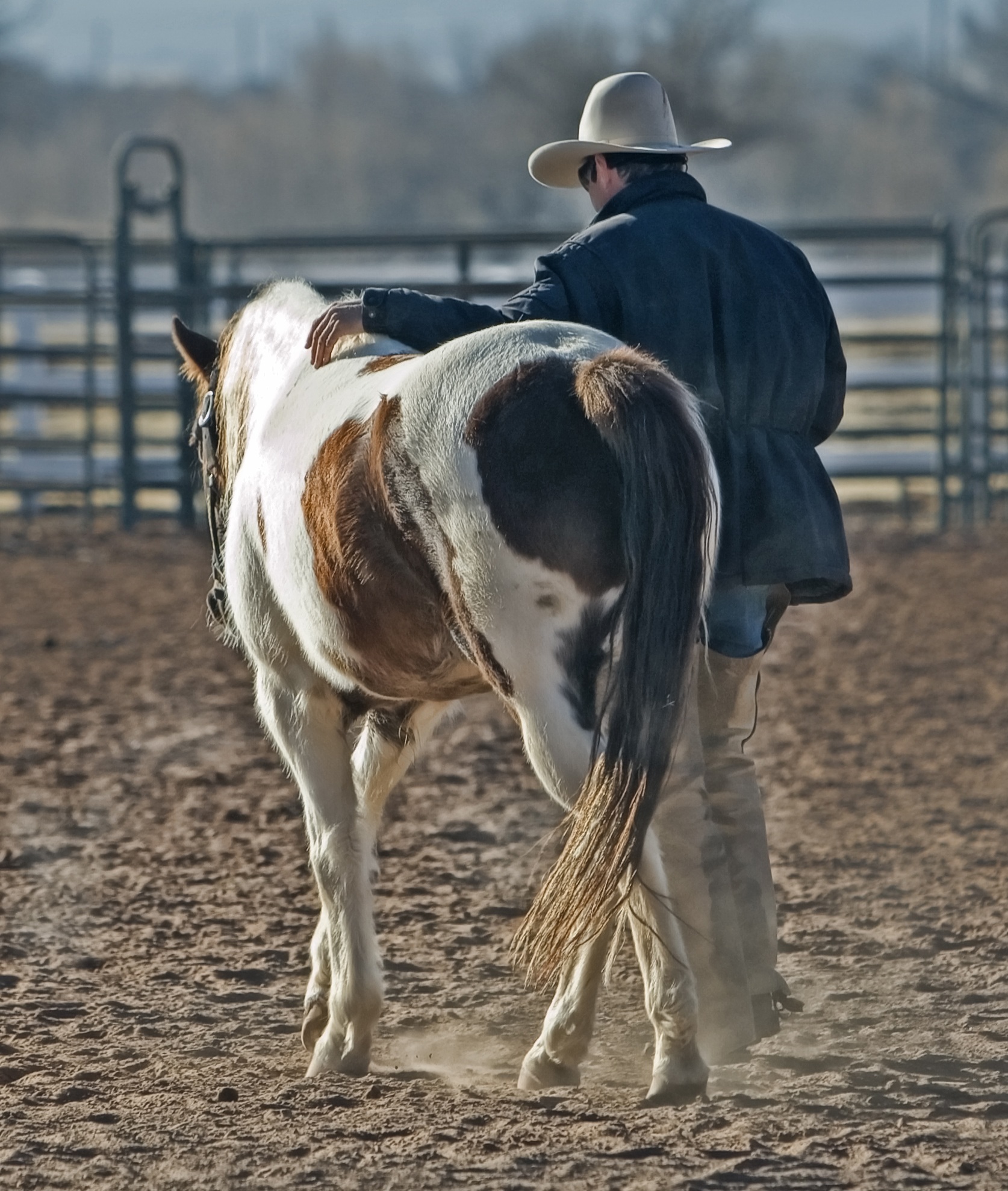cowboy-horse-pony-western-53011